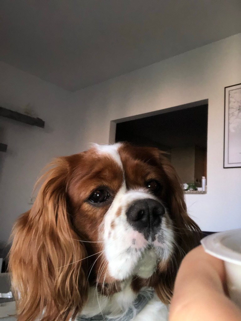 Rio always wants food 