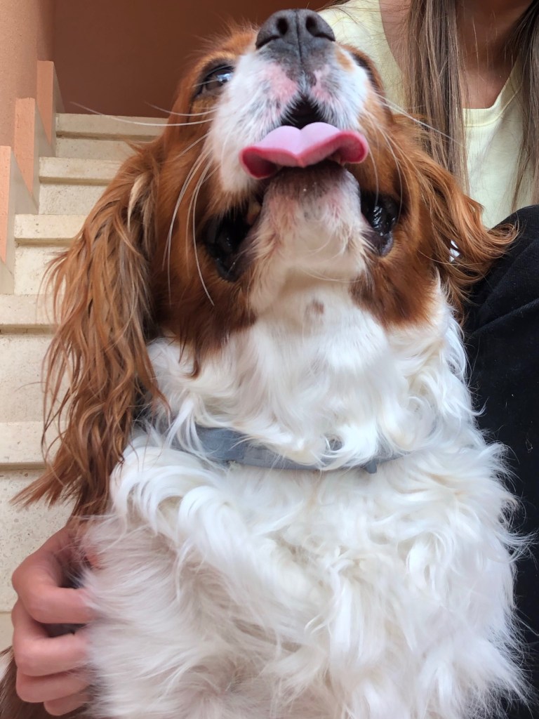 My beautiful cavalier King Charles spaniel giving support 