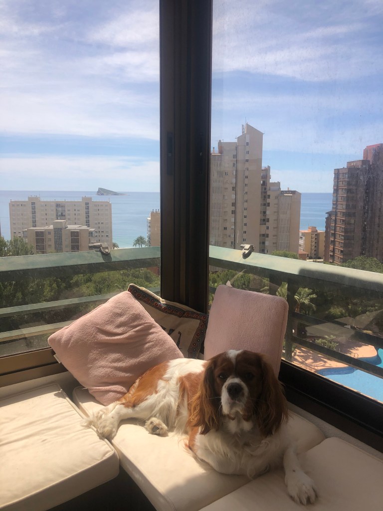 Rio in my comfy corner 