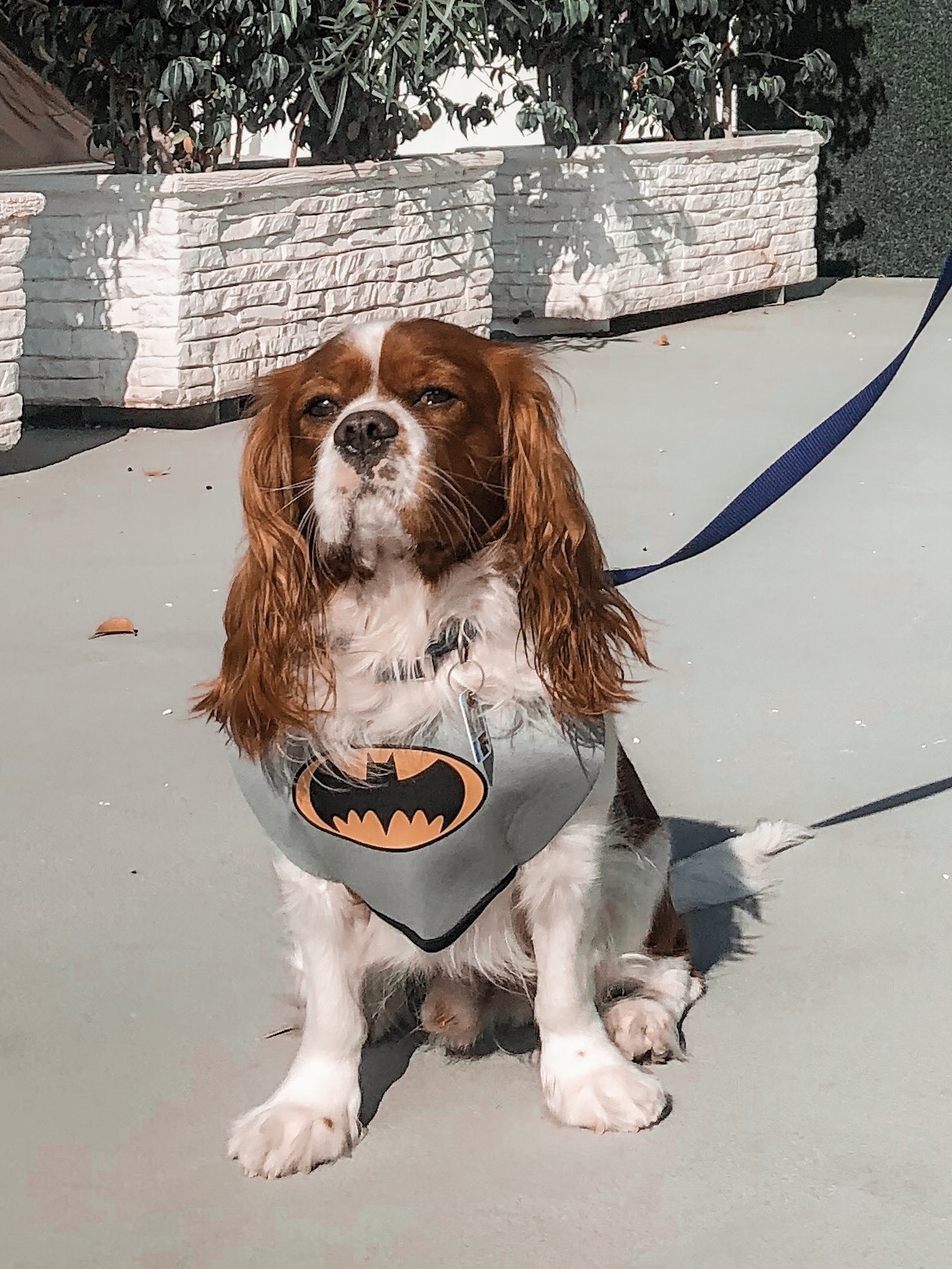 dog dressed as batman for halloween