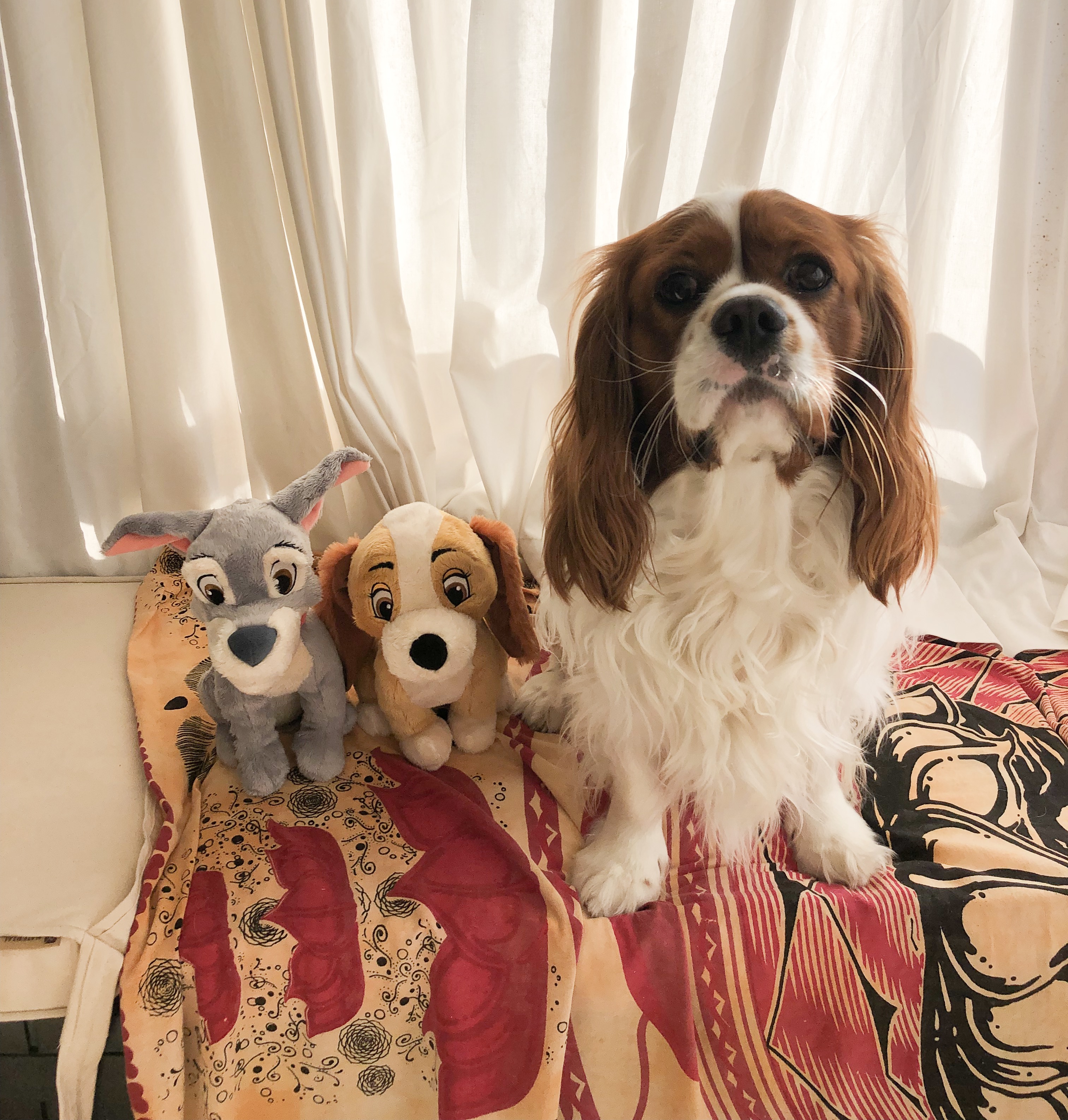 why cavaliers are the best breed