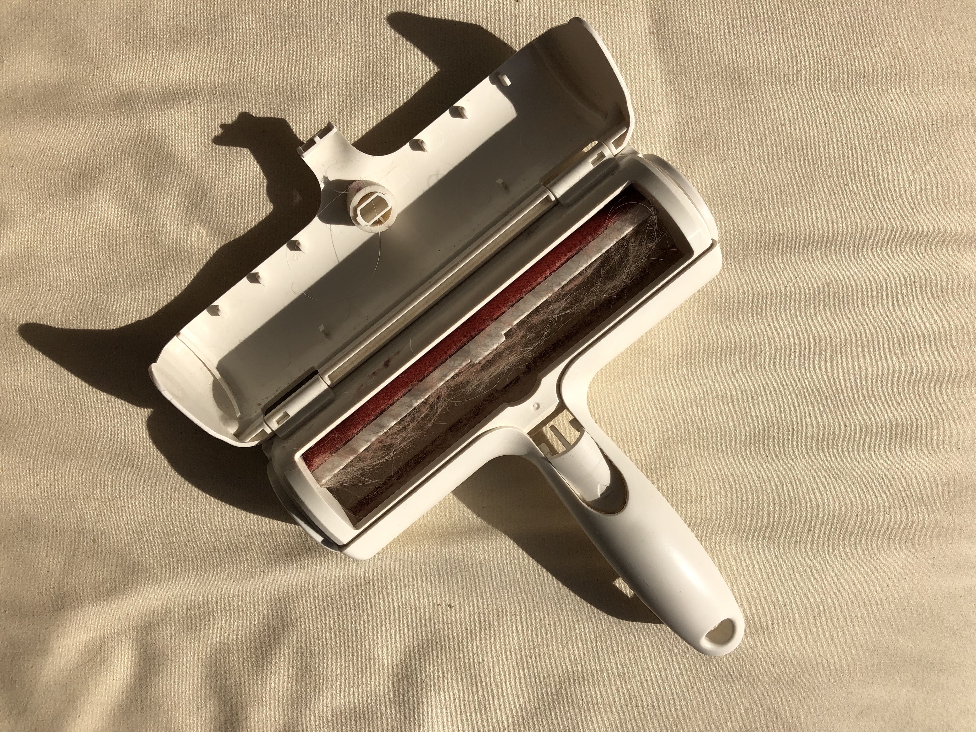 chom chom roller dog