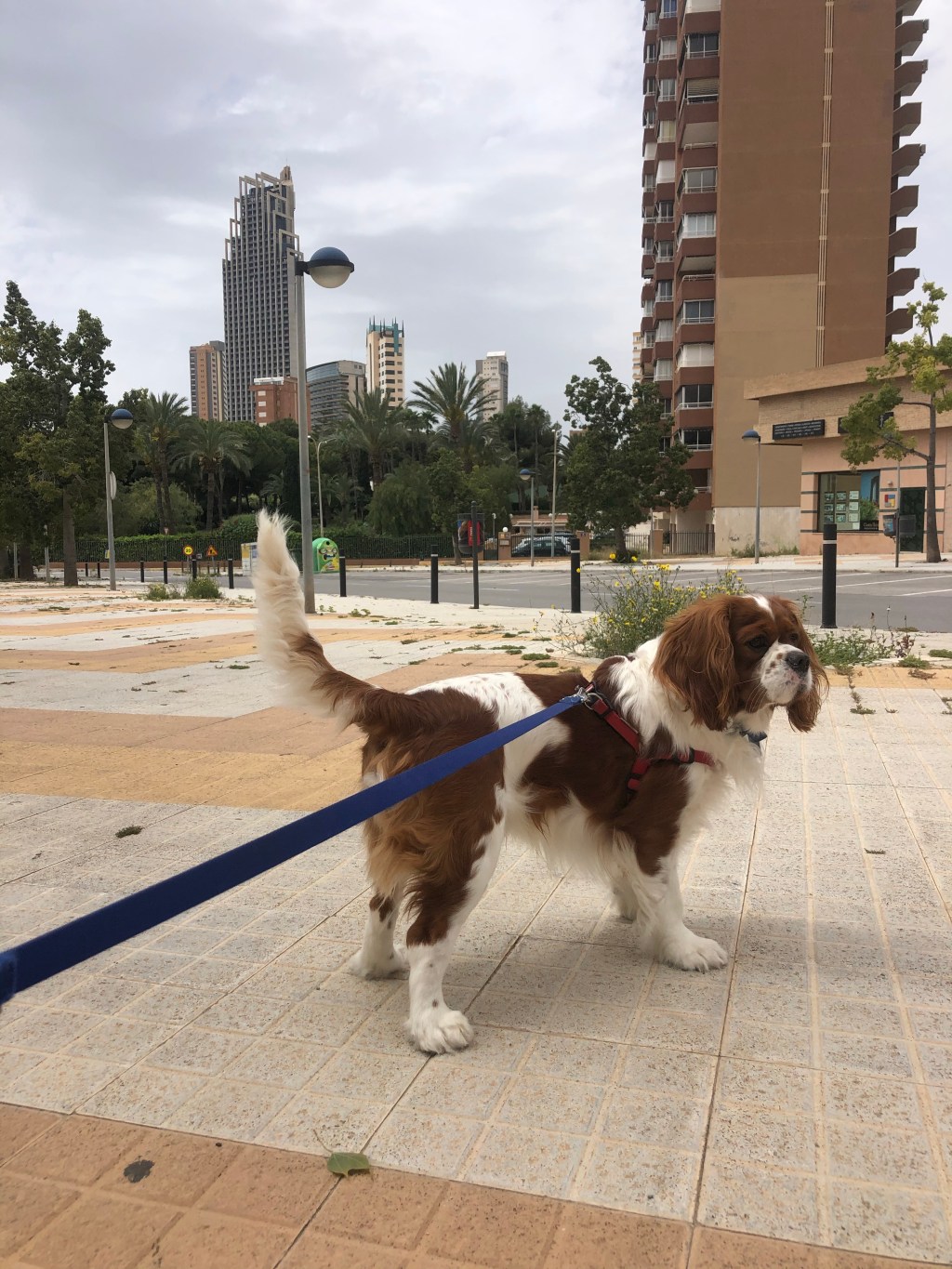 Isolation Diary: Day Twenty-Nine in Spain&nbsp;Lockdown