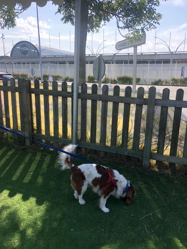 Rio cavalier in the pet relief in Eurotunnel 